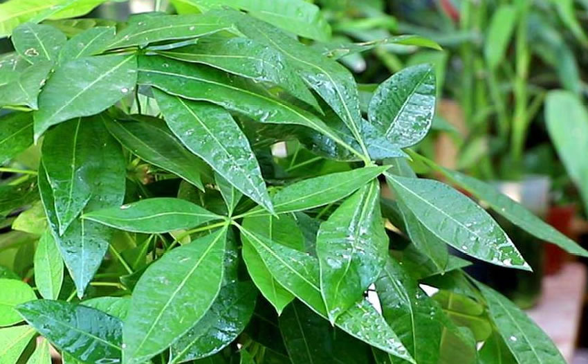 什么是植物的光合作用其作用过程及环境因素分别有哪些？
